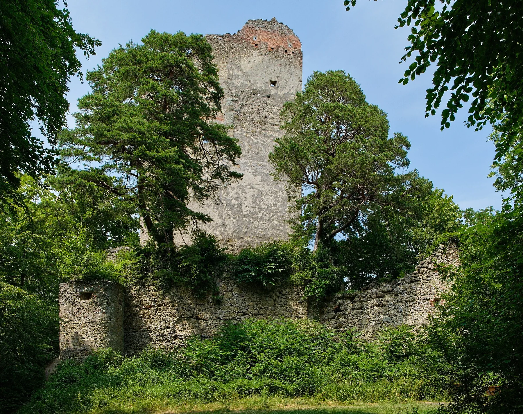Burgruine Alt-Bodman von Süden mit dem hohen Wohnturm zwischen Bäumen