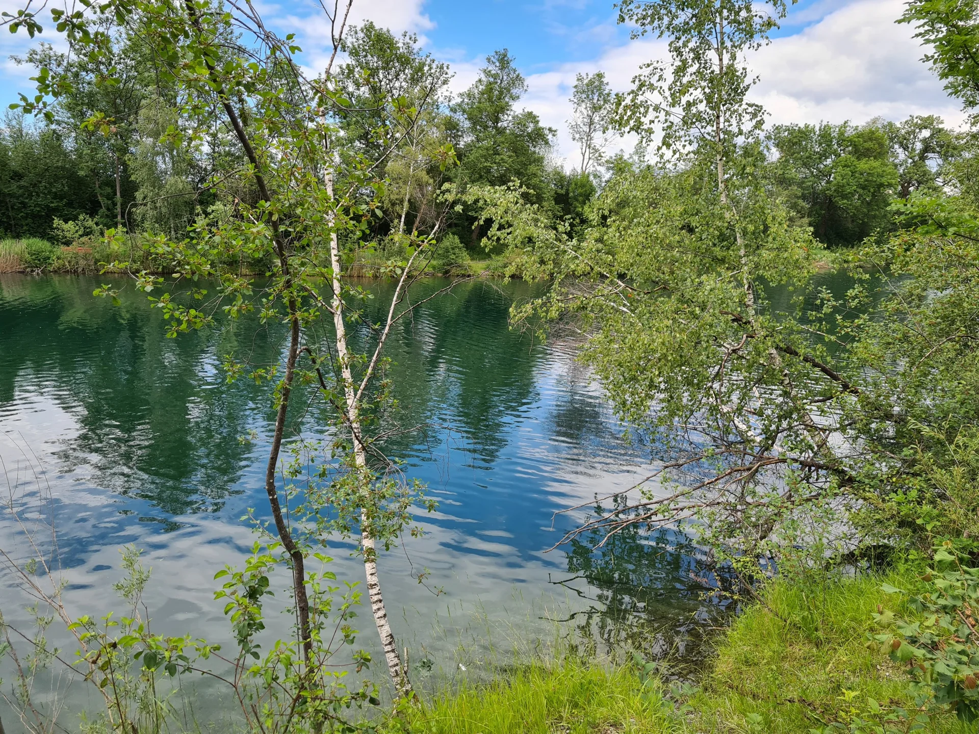 Alter Rhein und Auwald an der Grenze zwischen Diepoldsau und Hohenems