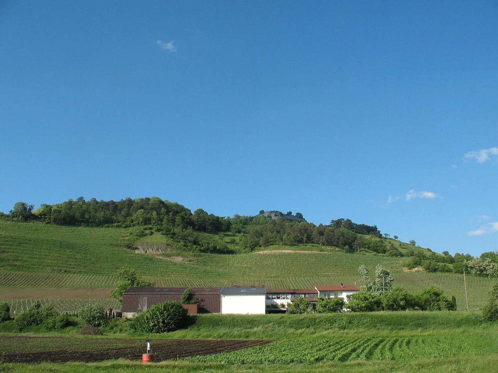 Rebflächen des Weinguts Vollmayer am Hohentwiel, vom Südwesten gesehen