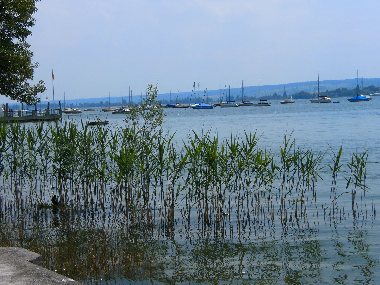 Uferlandschaft bei Allensbach am Untersee auf der Strecke des Bodensee-Rundwanderwegs