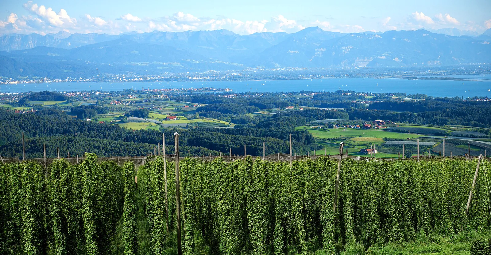 Hopfengärten bei Tettnang mit Bodensee und Alpen im Hintergrund