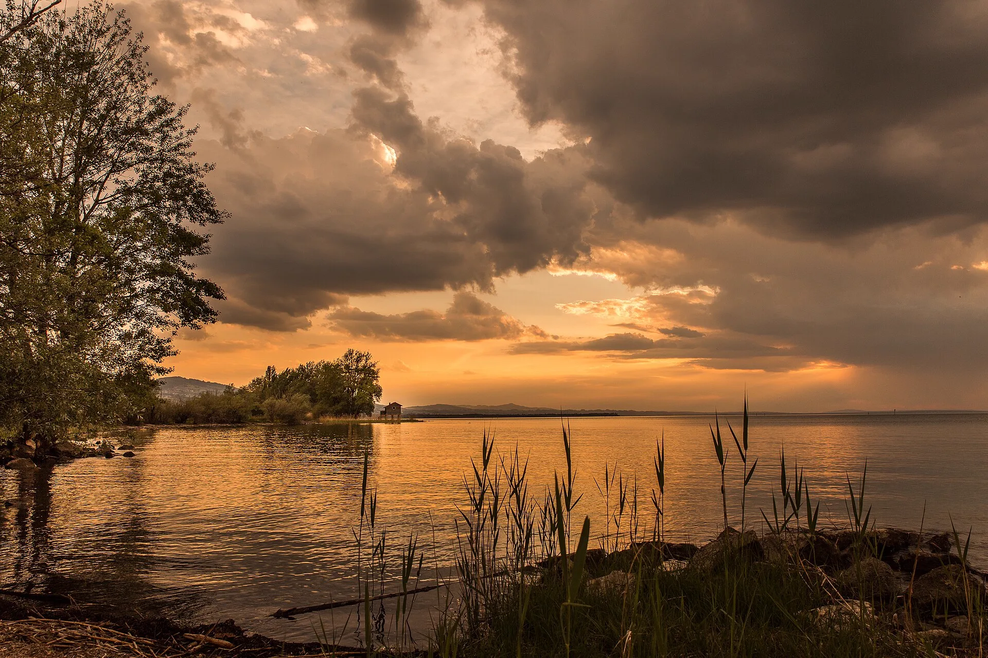 Abendlicht über dem Schilfufer am Rohrspitz im Naturschutzgebiet Rheindelta