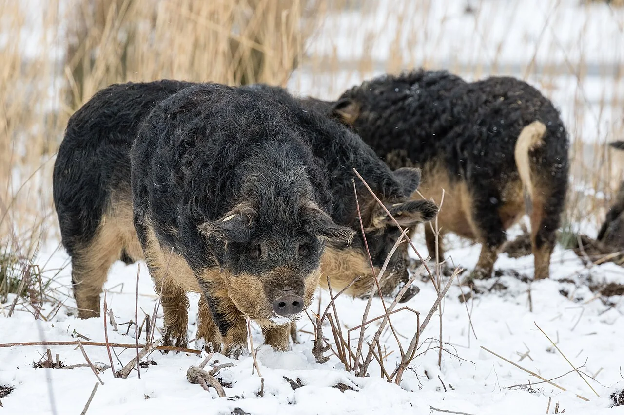 Wollschweine im Seeburgpark Kreuzlingen im Winter