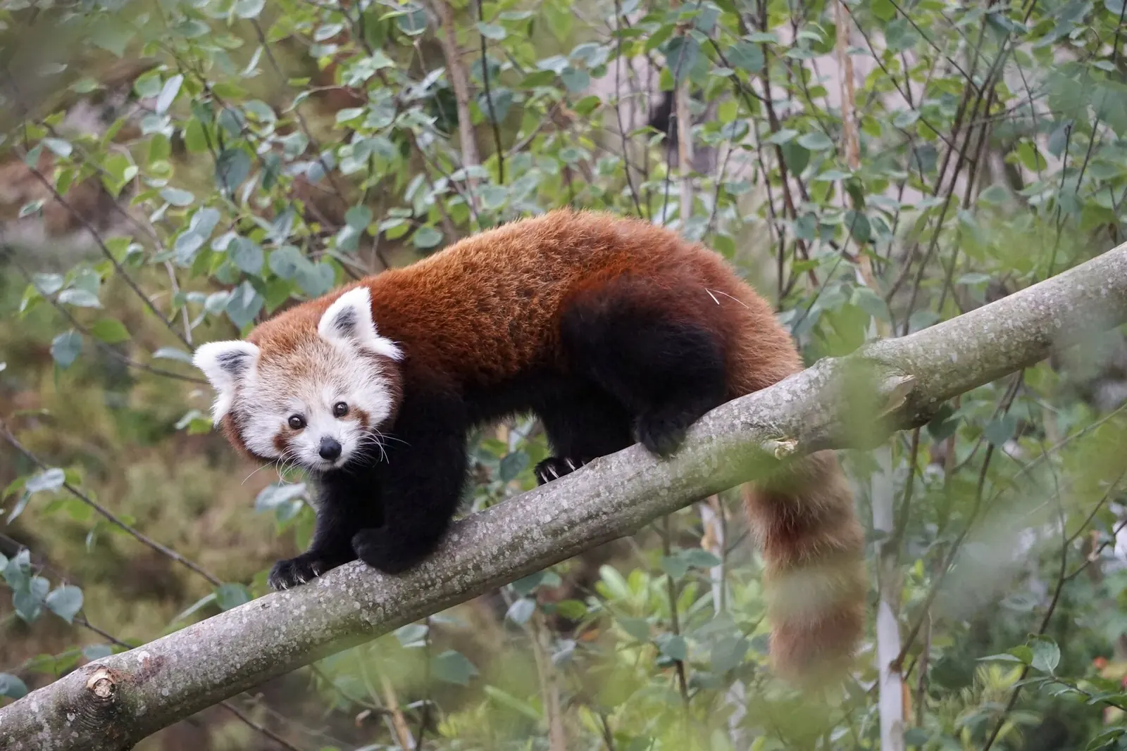 Walter Zoo in Gossau