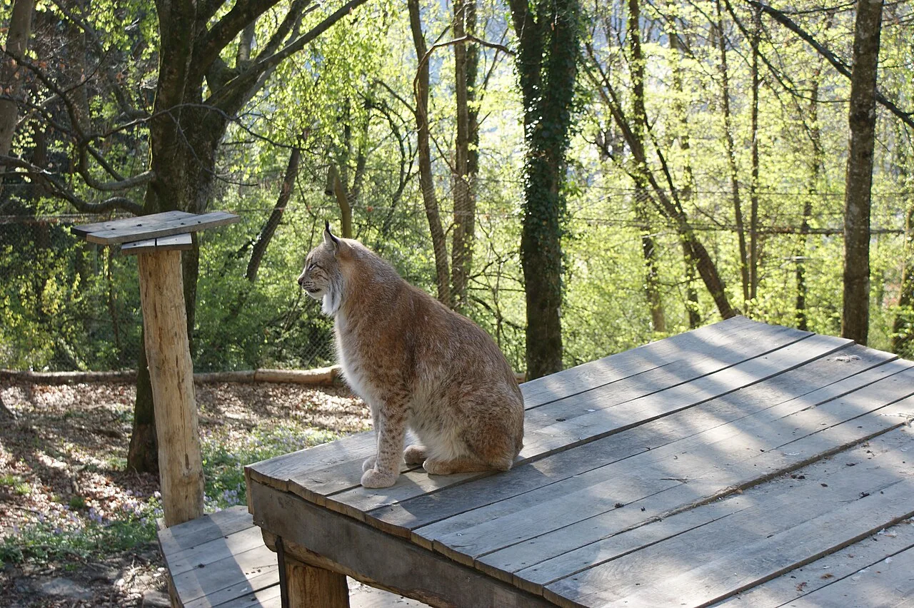 Luchs im Wildpark Feldkirch auf dem Ardetzenberg