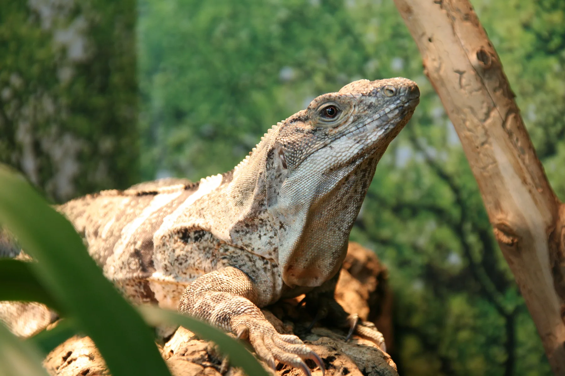 Echse im Reptilienhaus Unteruhldingen, Aufnahme von 2008