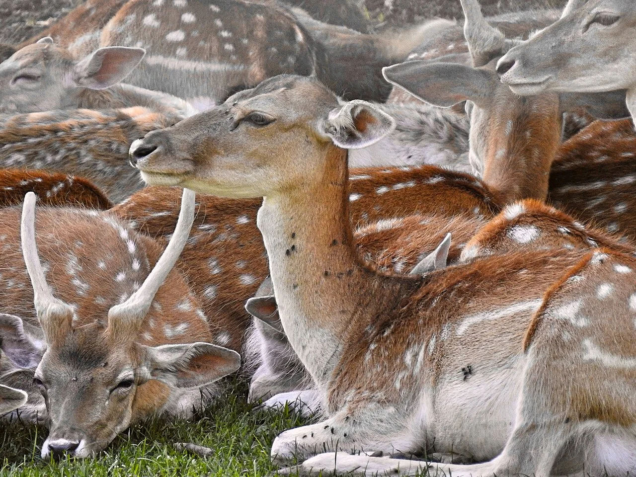 Damhirsche im Wildpark Peter und Paul in St. Gallen